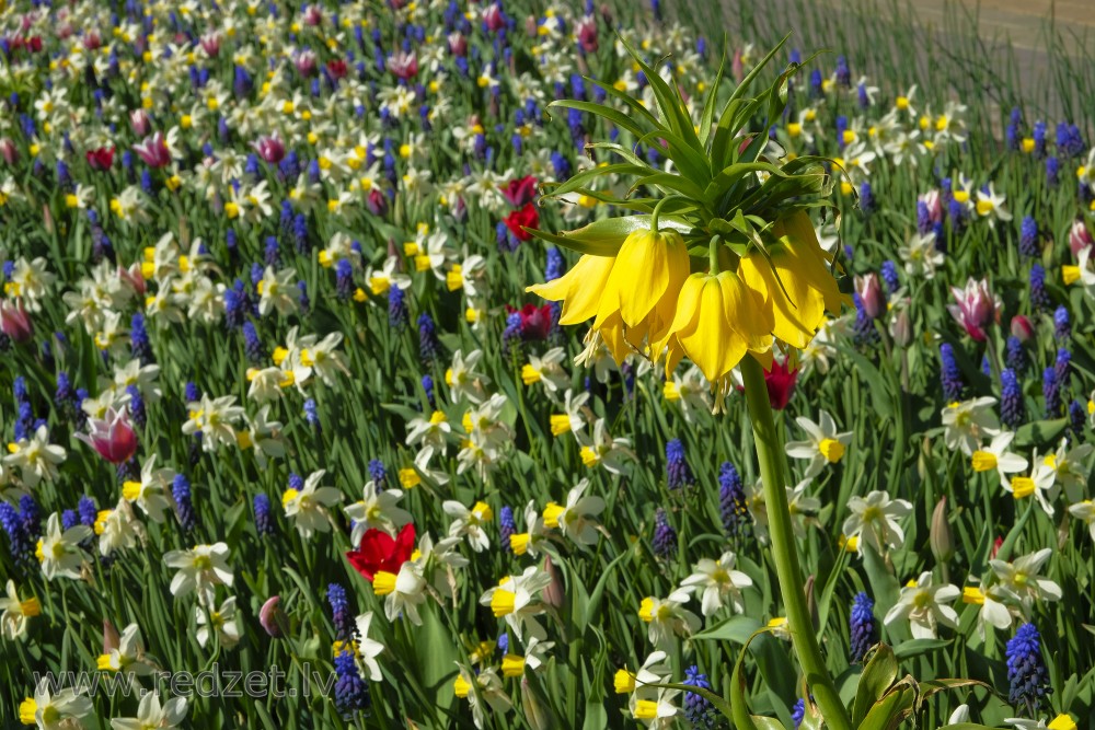 Crown imperial, Narcissus and Muscari