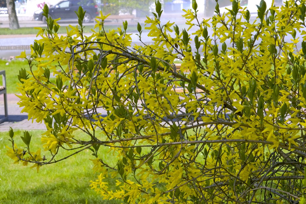 Ziedoša forsītija Ventspils Jaunpilsētas laukumā Ziedoša forsītija Ventspils Jaunpilsētas laukumā