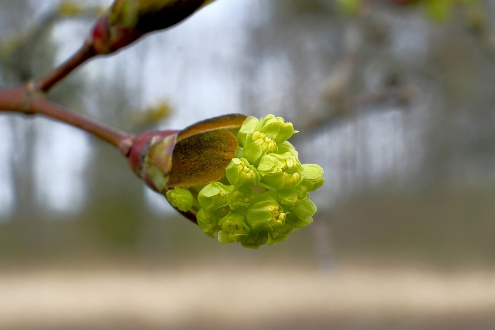 Parastā kļavas ziedi