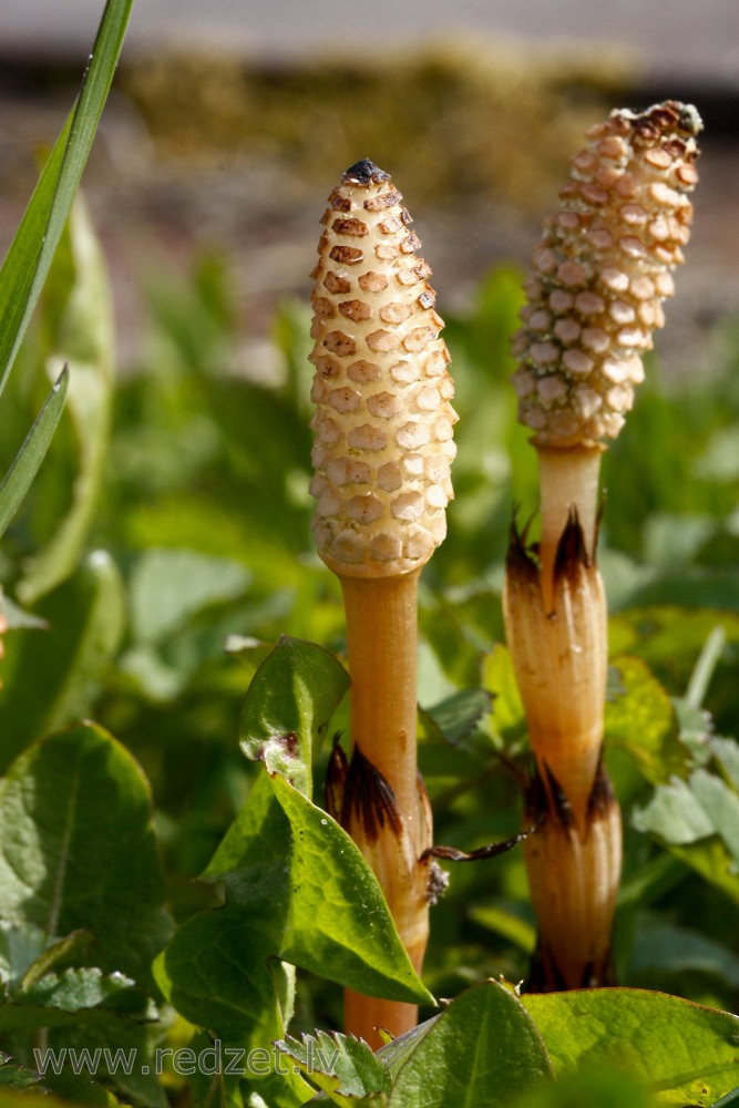 Field horsetail or Common horsetail