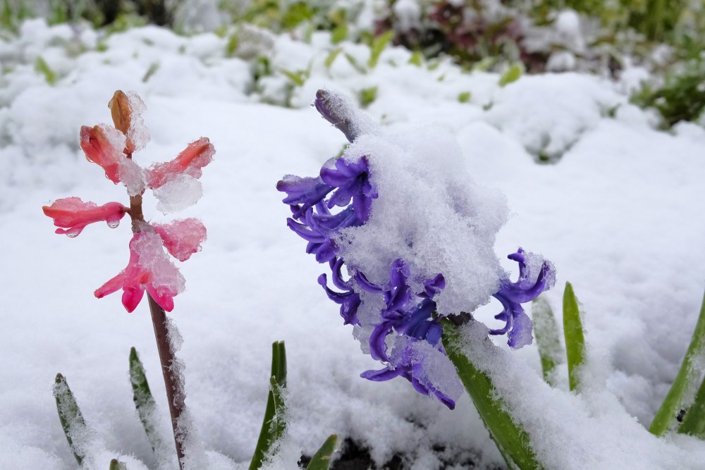 Hyacinths Covered in Snow