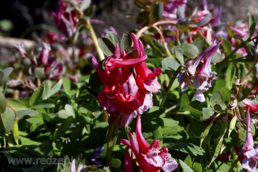 Corydalis