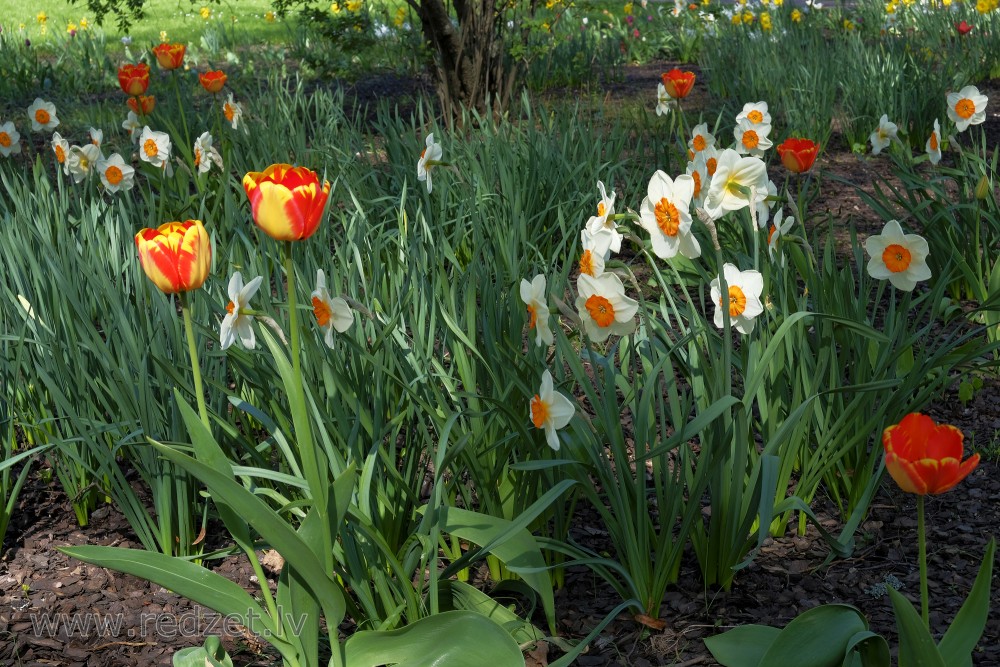 Tulips and Narcissus