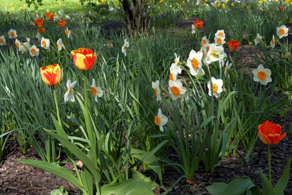 Tulpes un narcises