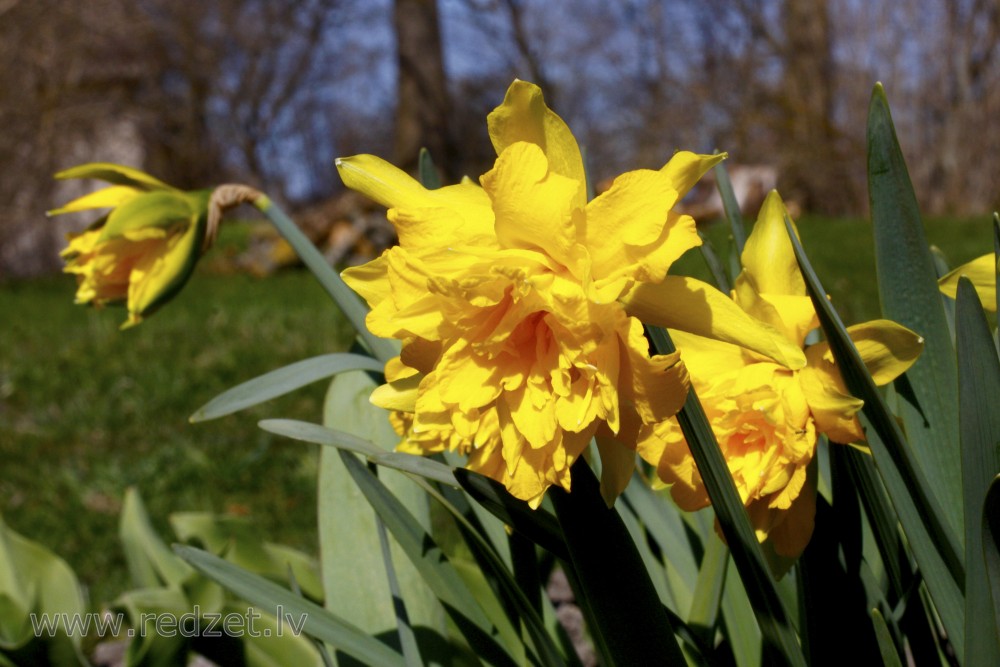 Narcissus flowers