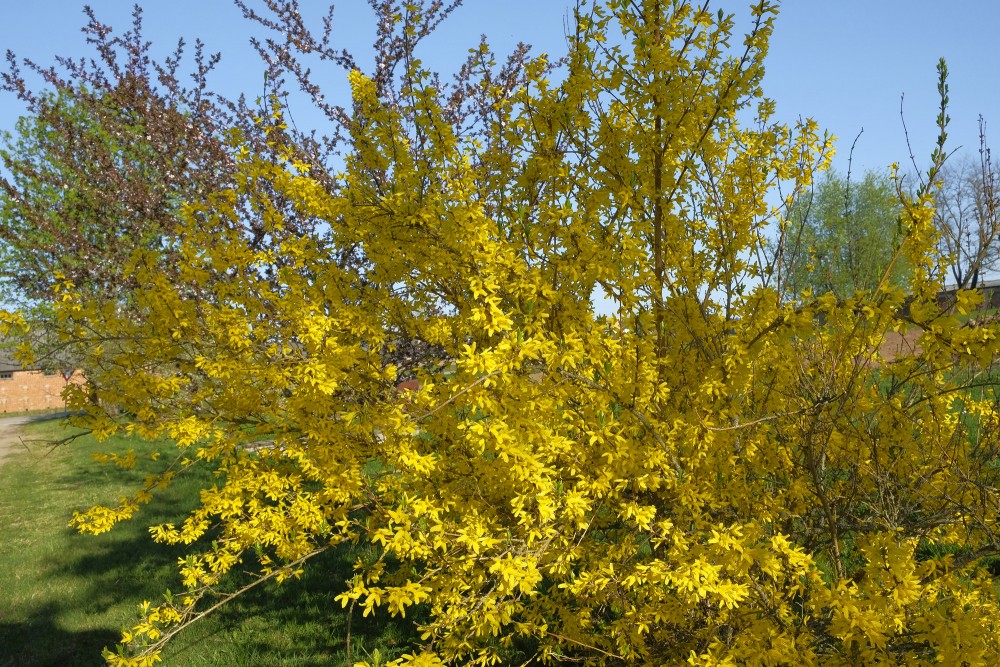 Ziedošs forsītijas krūms Ziedošs forsītijas krūms