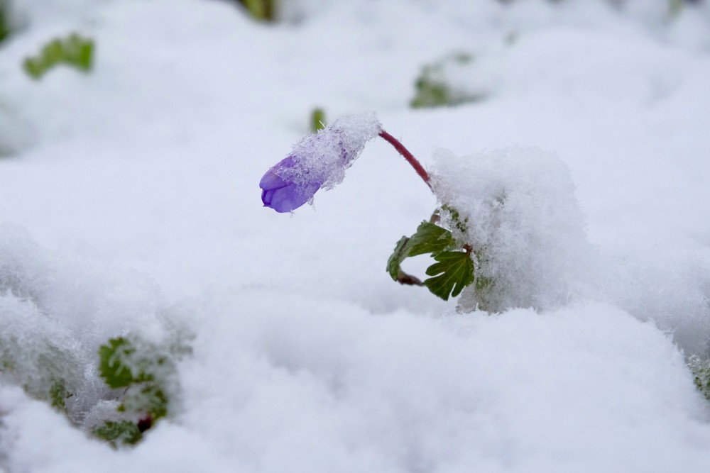 A Snow-covered Flower