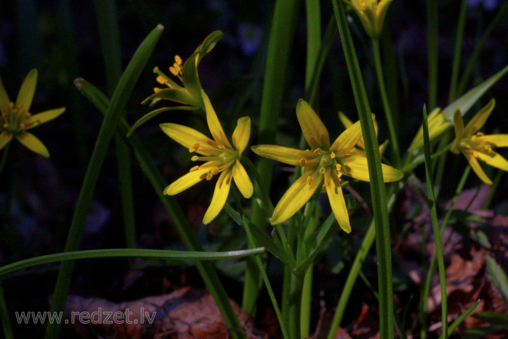 Yellow star-of-Bethlehem