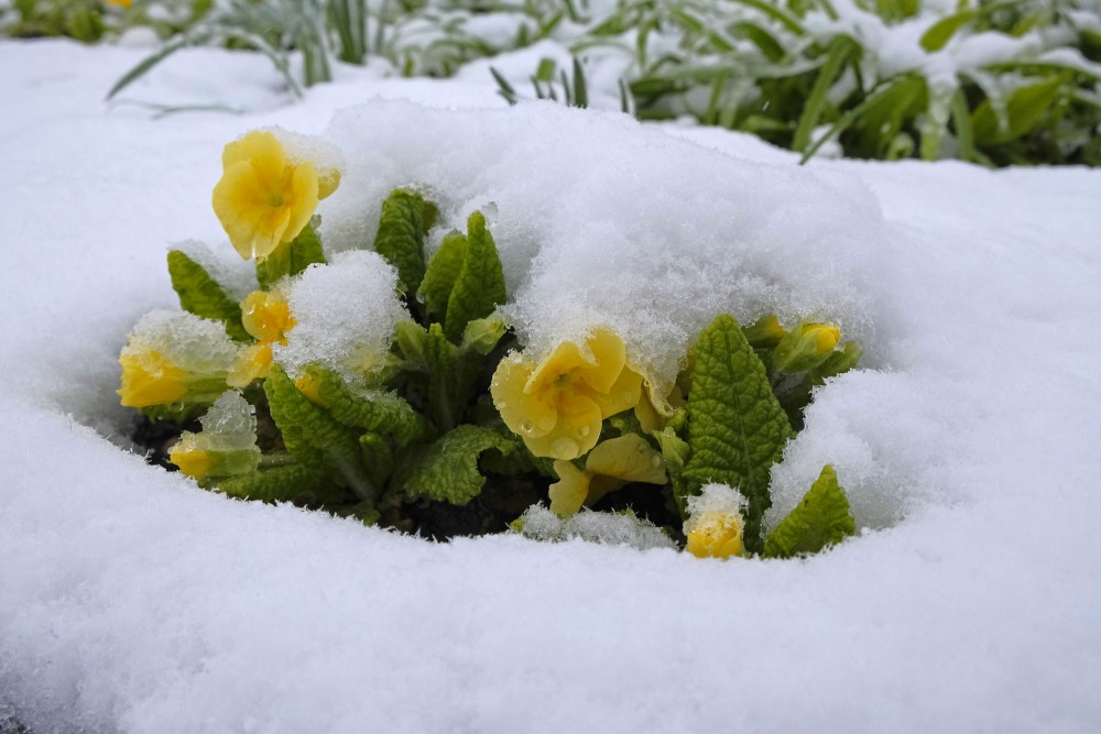 Apsnigušas prīmulas