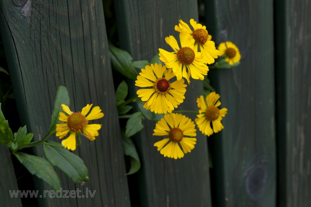 Common sneezeweed