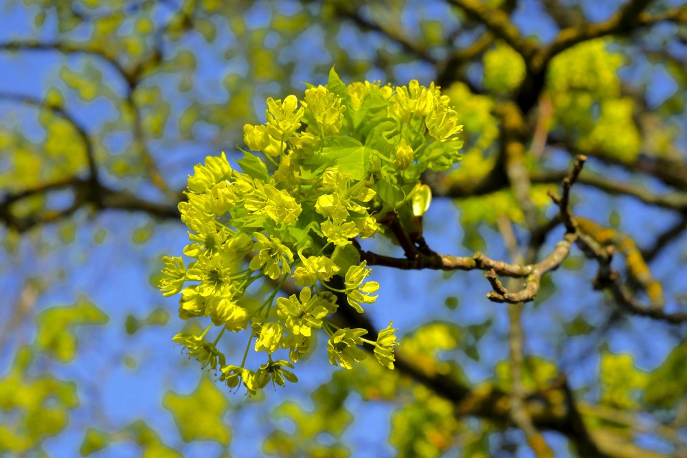 Kļavas ziedi pavasarī