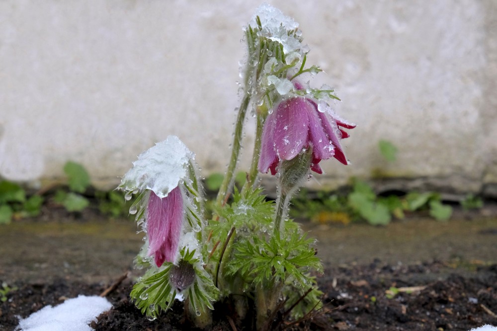 Pasque-flower bloomed in the snow