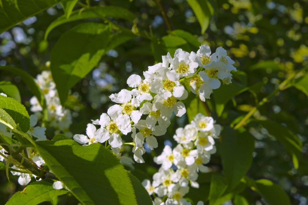 Bird cherry Flowers