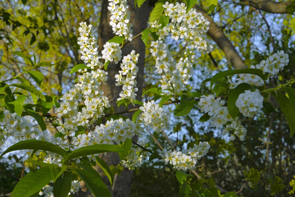 Bird cherry
