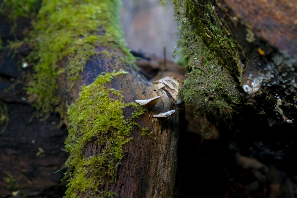 Fomitopsis And Moss