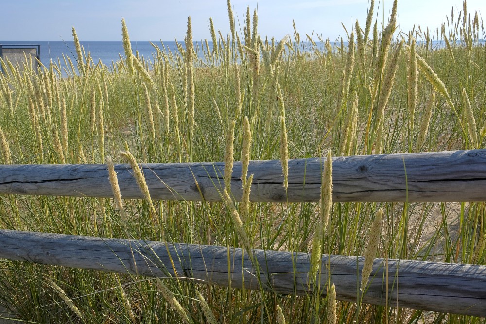 Kāpuniedres Kāpuniedres