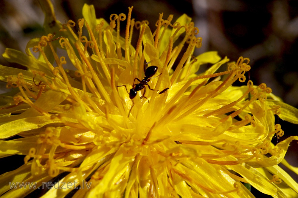 Yellow dandelion flower with ants