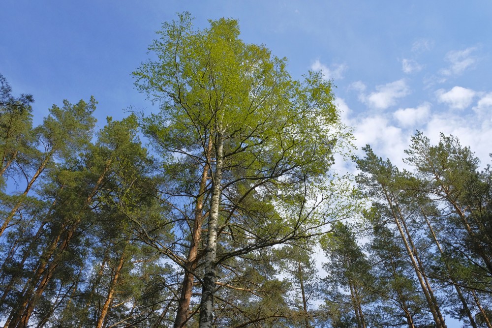 Bērzs starp priedēm