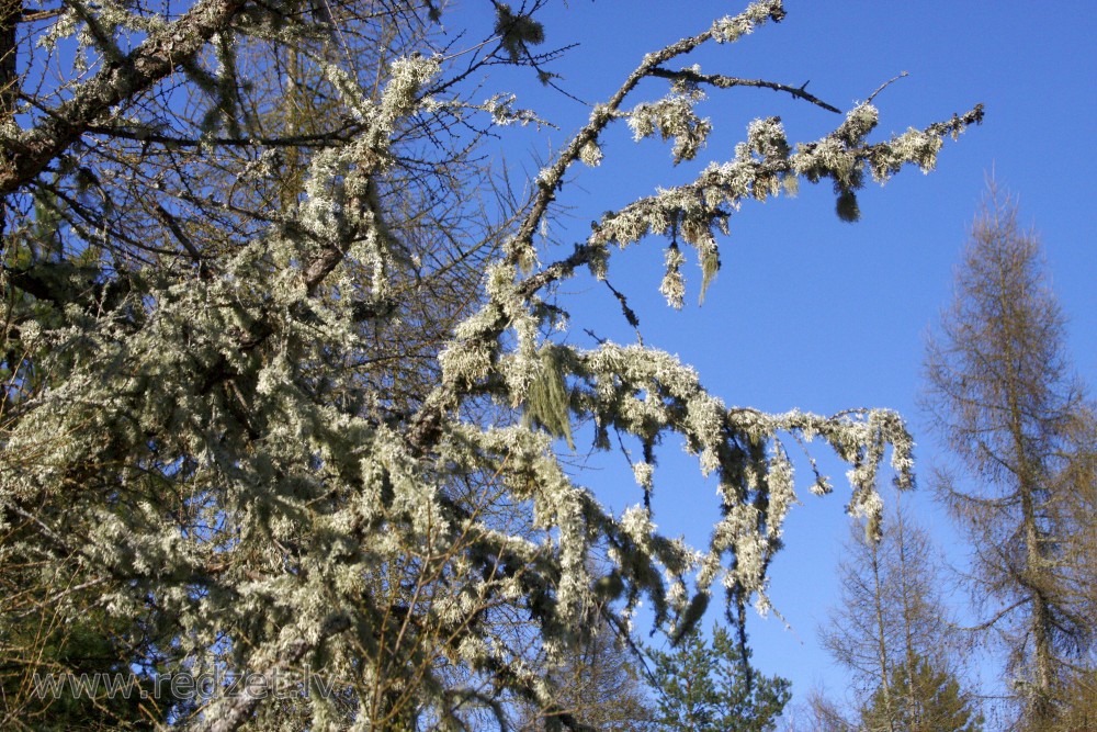 Lichens covered spruce tree