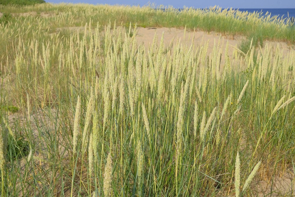 European Marram Grass