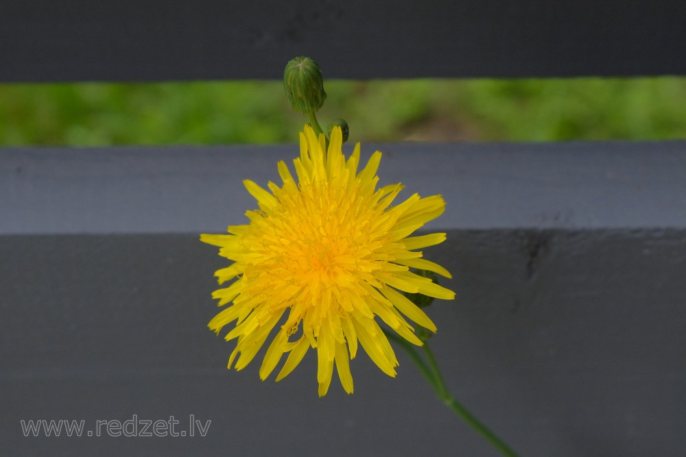 Rudens vēlpiene Rudens vēlpiene