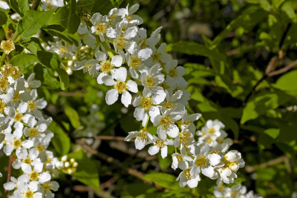 Bird cherry Flowers