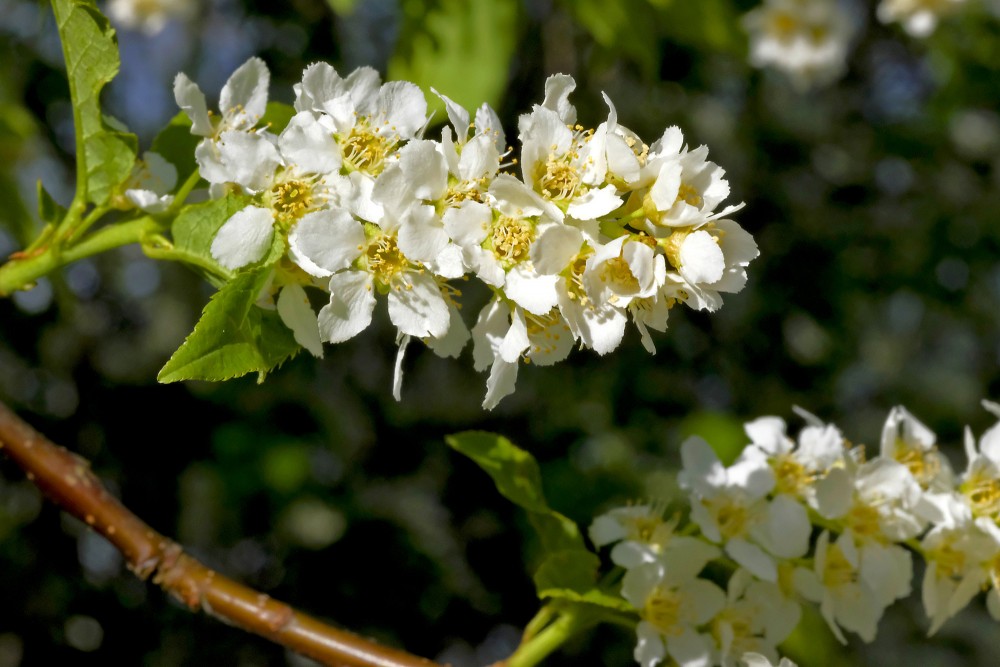 Ievas ziedi tuvplānā Ievas ziedi tuvplānā