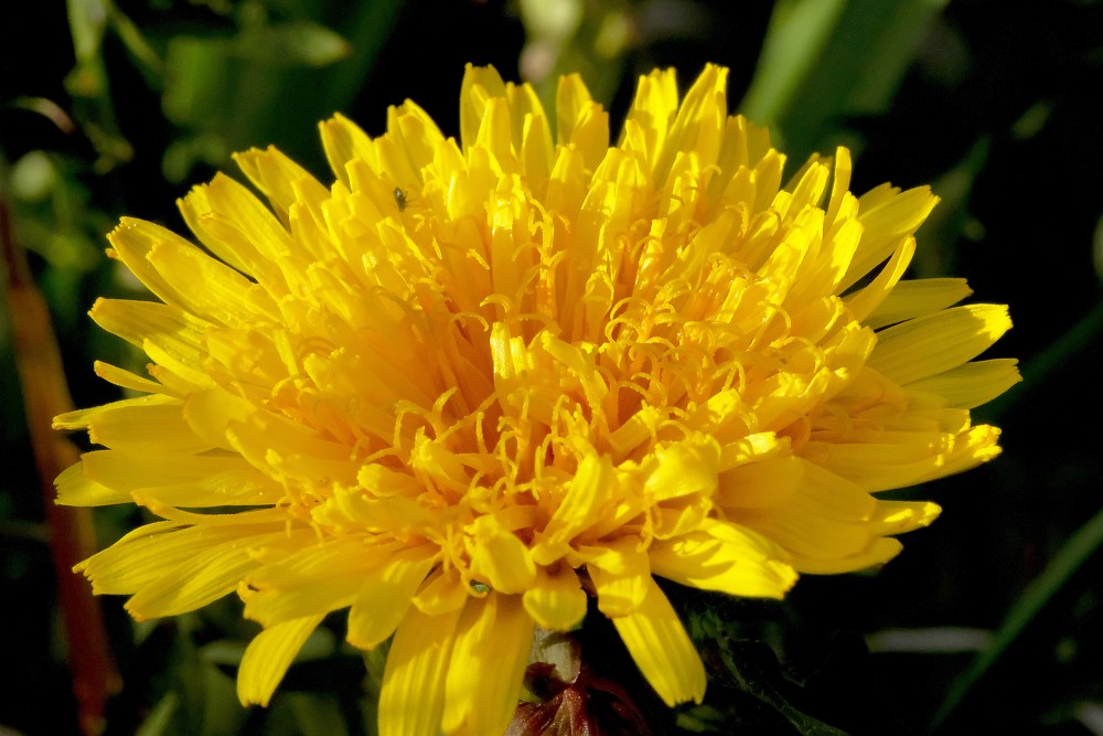 Pienenes zieda tuvplāns