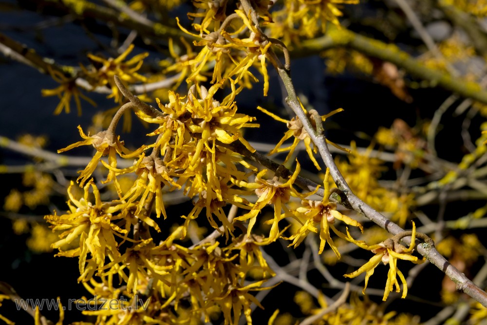 Ozark Witchhazel in the University of  Latvia Botanical Garden