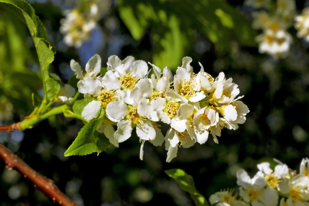 Bird cherry Flowers