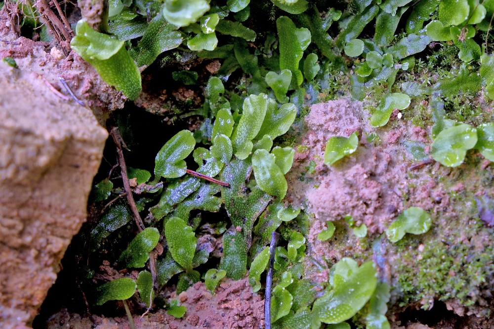 Konusgalvītes (Conocephalum)