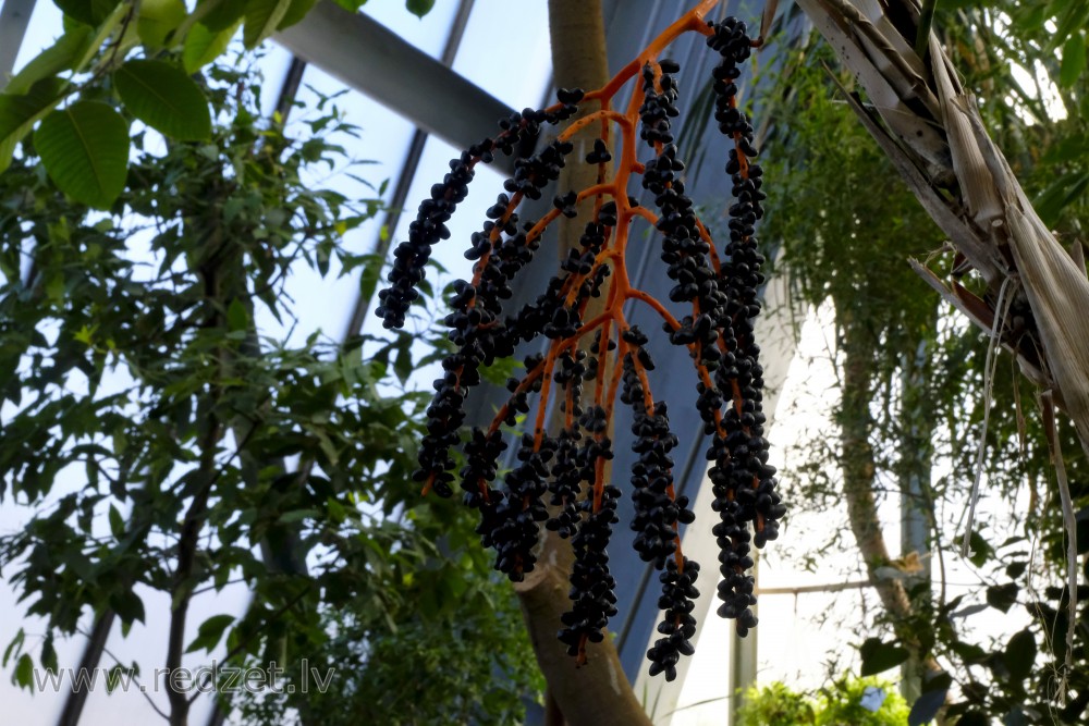 Pagarinātās hamedorejas augļi LU Botāniskajā dārzā