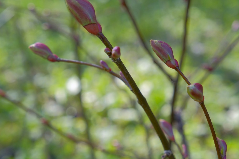 Liepas pumpuri Liepas pumpuri