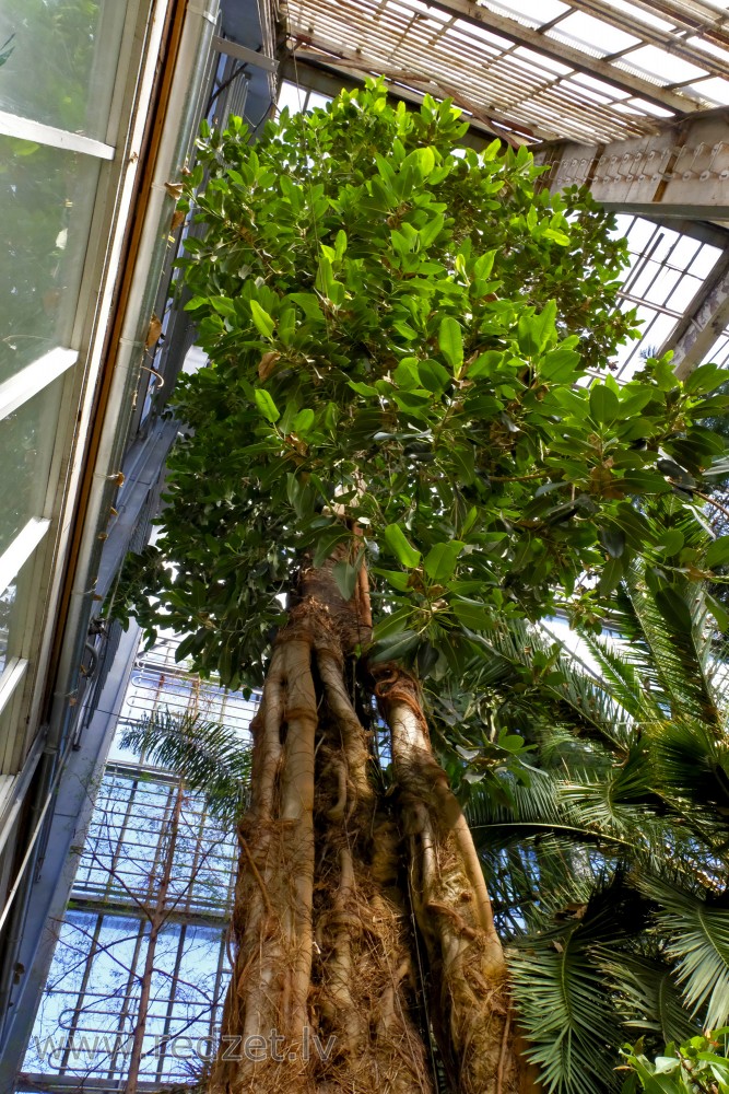 Ficus in University of Latvia Botanical Garden