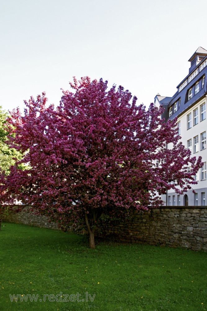 Ķiršveida plūme (Prunus cerasifera)