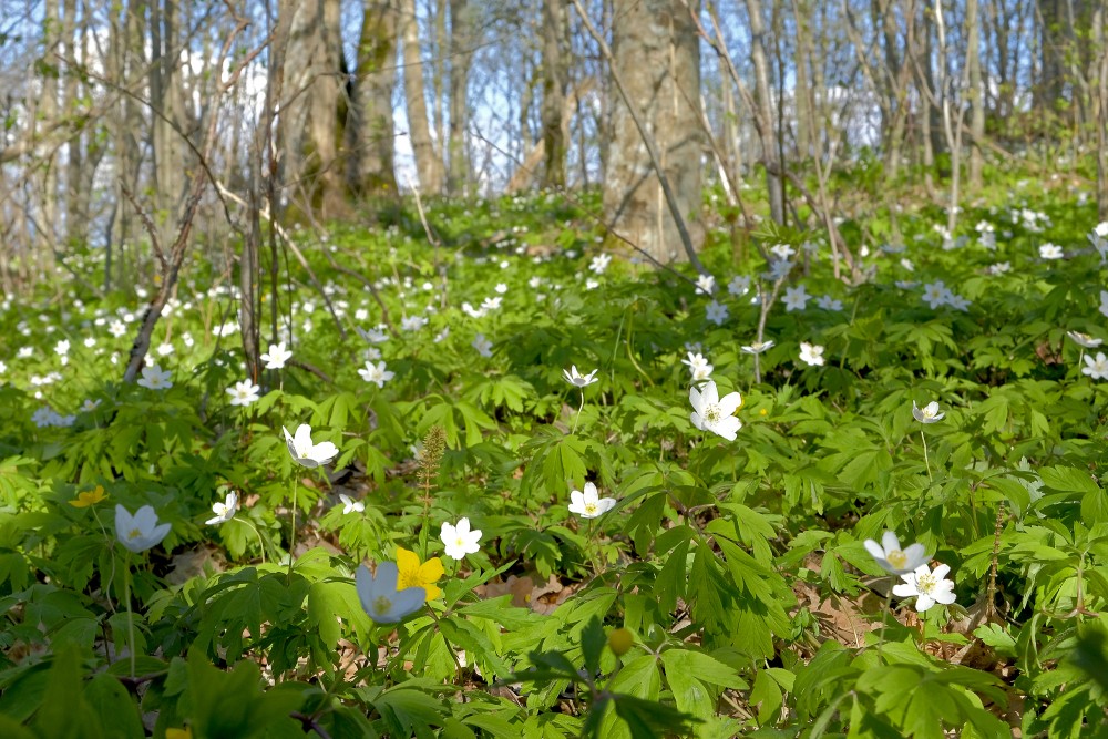 Wood Anemone in the Embūte Hillfort
