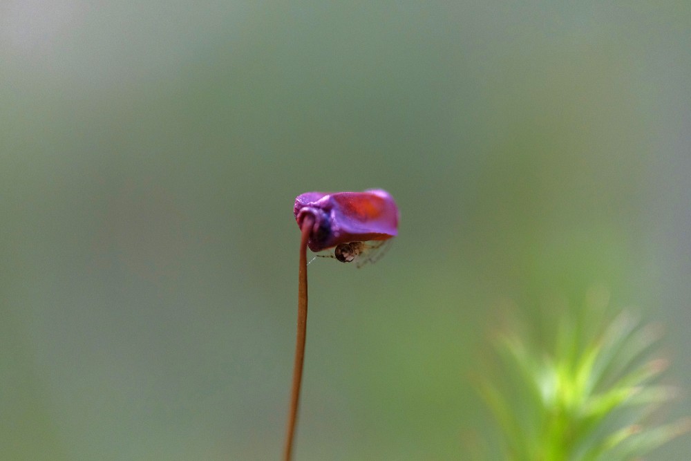 Zirneklītis uz Dzegužlina sporu vācelītes