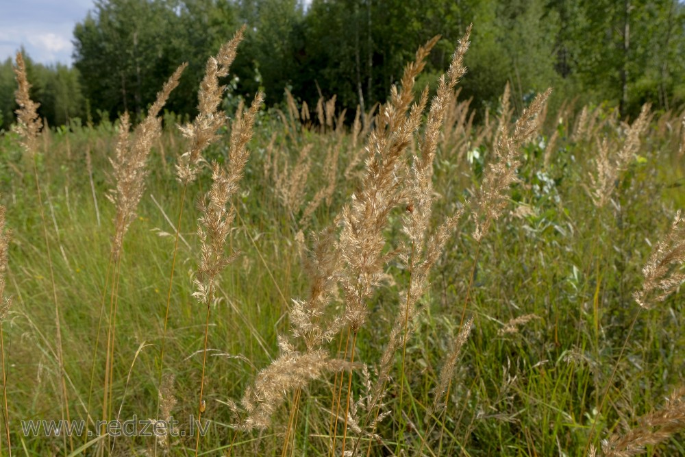 Wood small-reed or Bushgrass