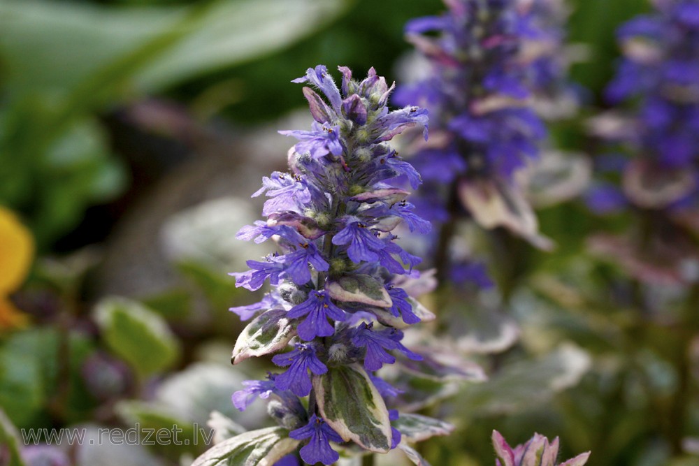 Ložņu cekuliņš (Ajuga reptans)