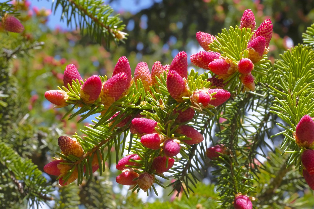 Egles vīrišķie ziedi Egles vīrišķie ziedi