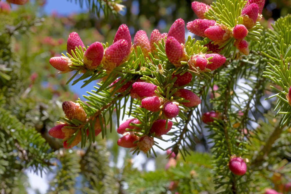 Egles vīrišķie ziedi
