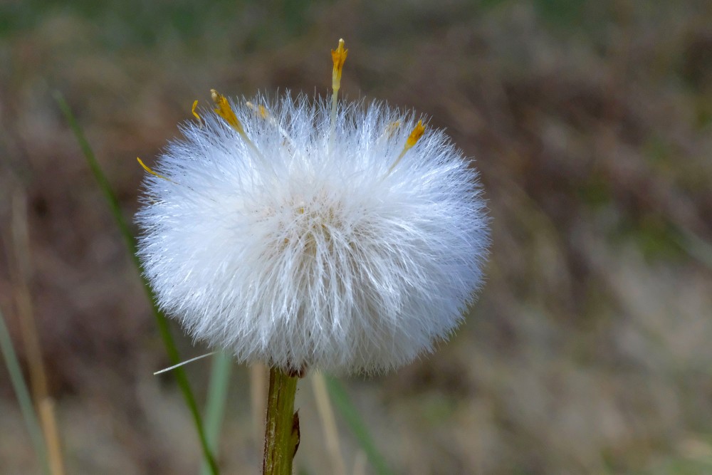 Māllēpes sēklu pogaļa