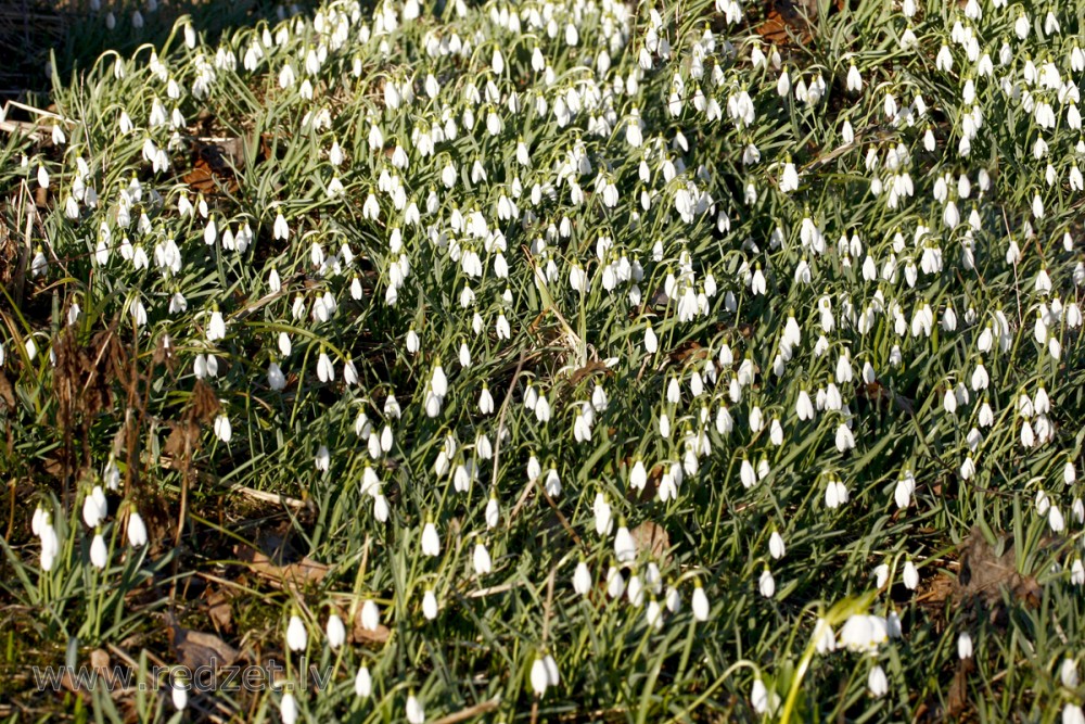 Sniegpulkstenītes