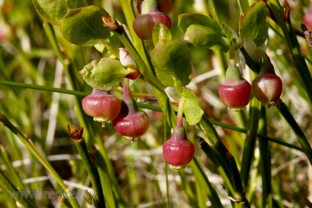 Mellenes ziedi