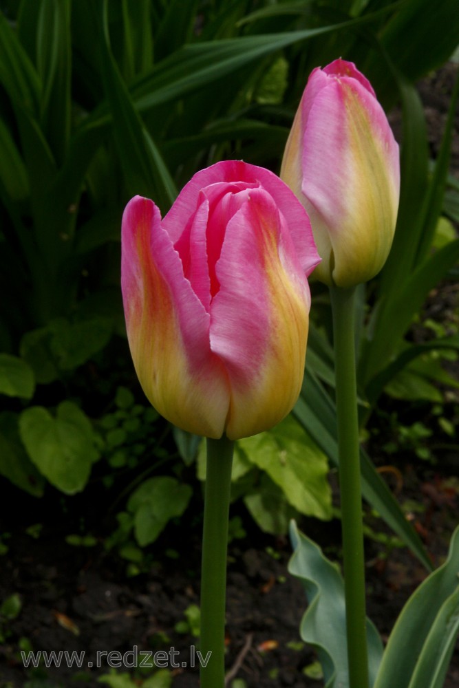 Tulpe