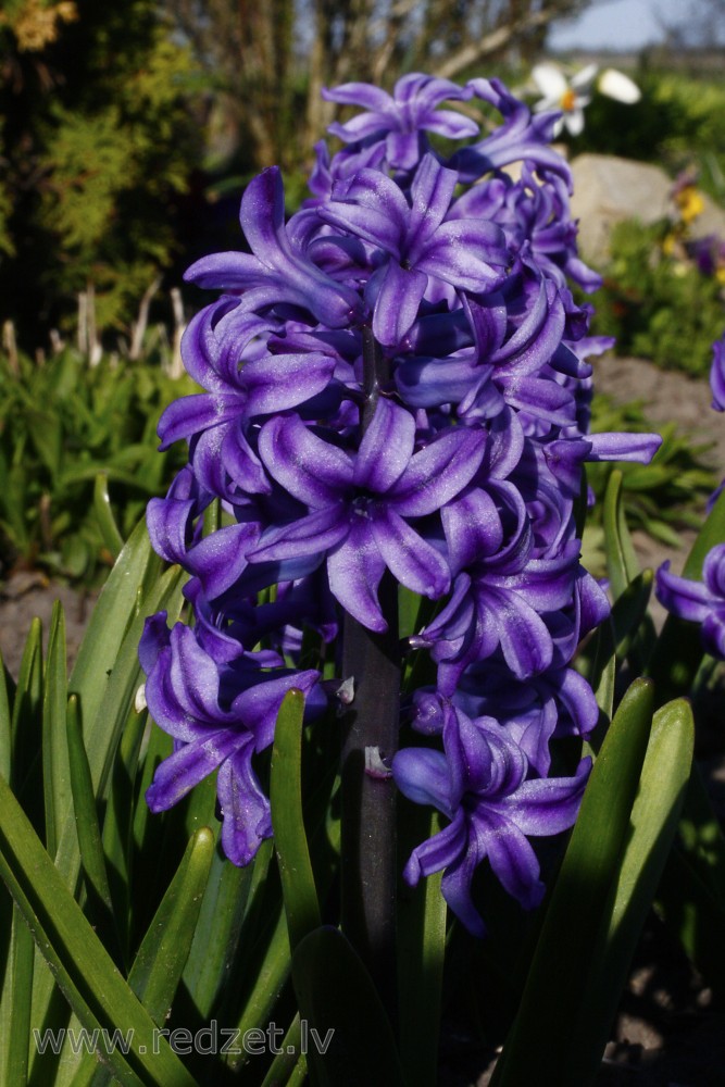 Blue Hyacinth flower