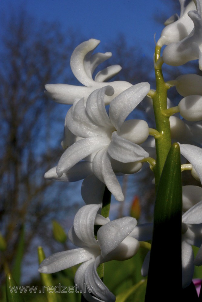 White Hyacinth flower