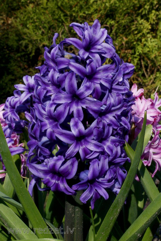 Blue Hyacinth flower