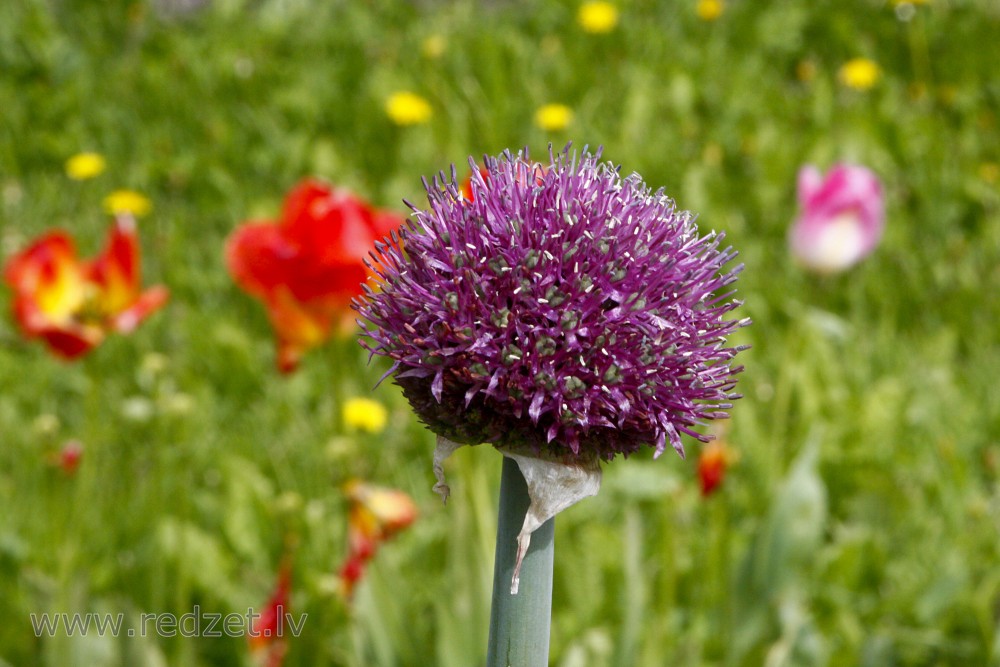 Garlic flower