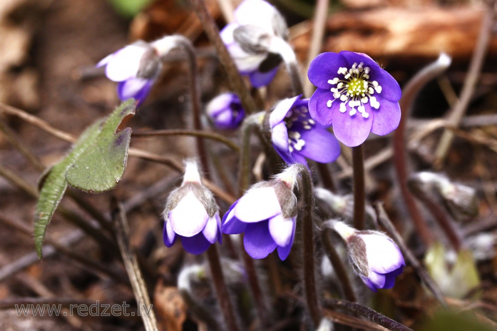 Liverwort blue spring flowers